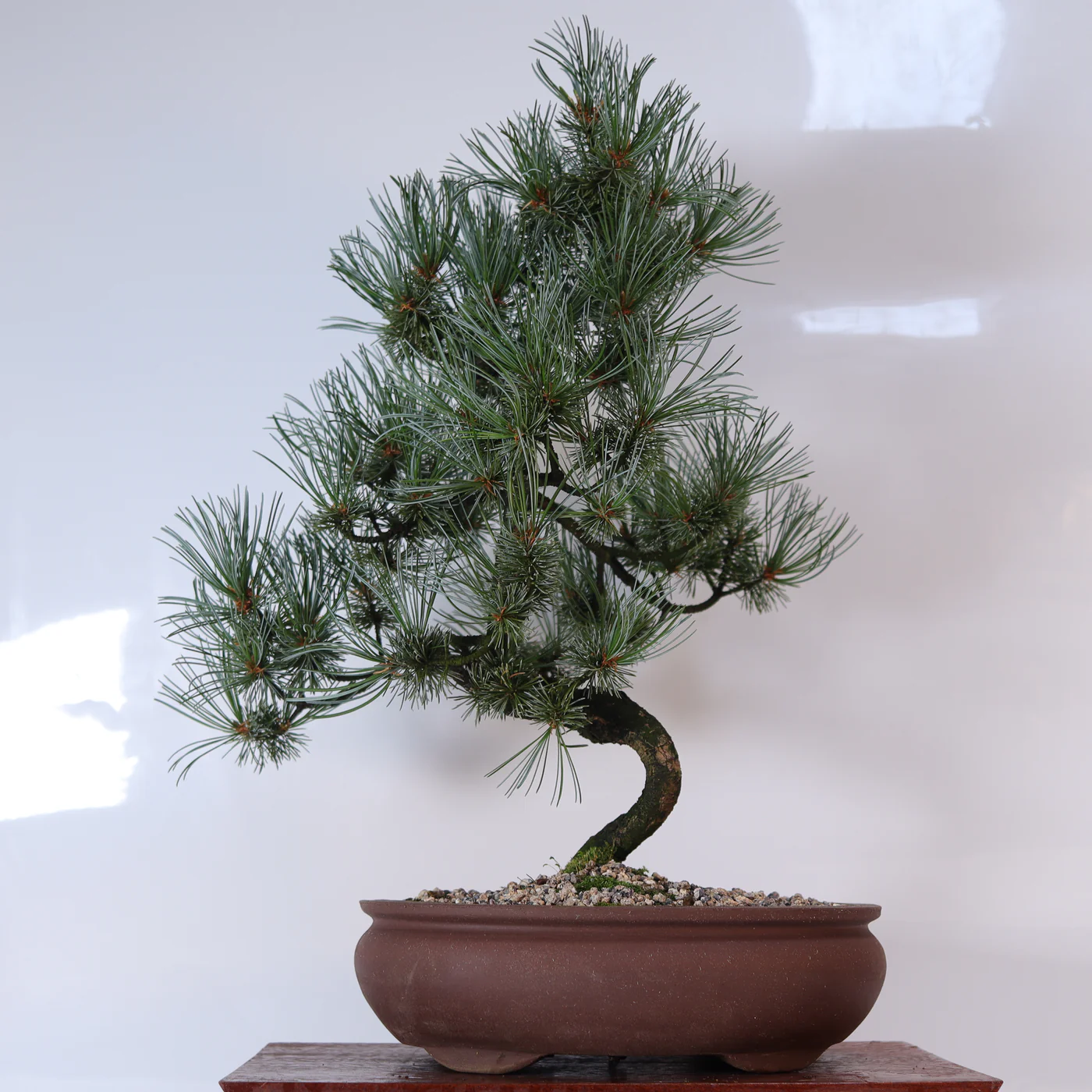 Master the Art of Bonsai